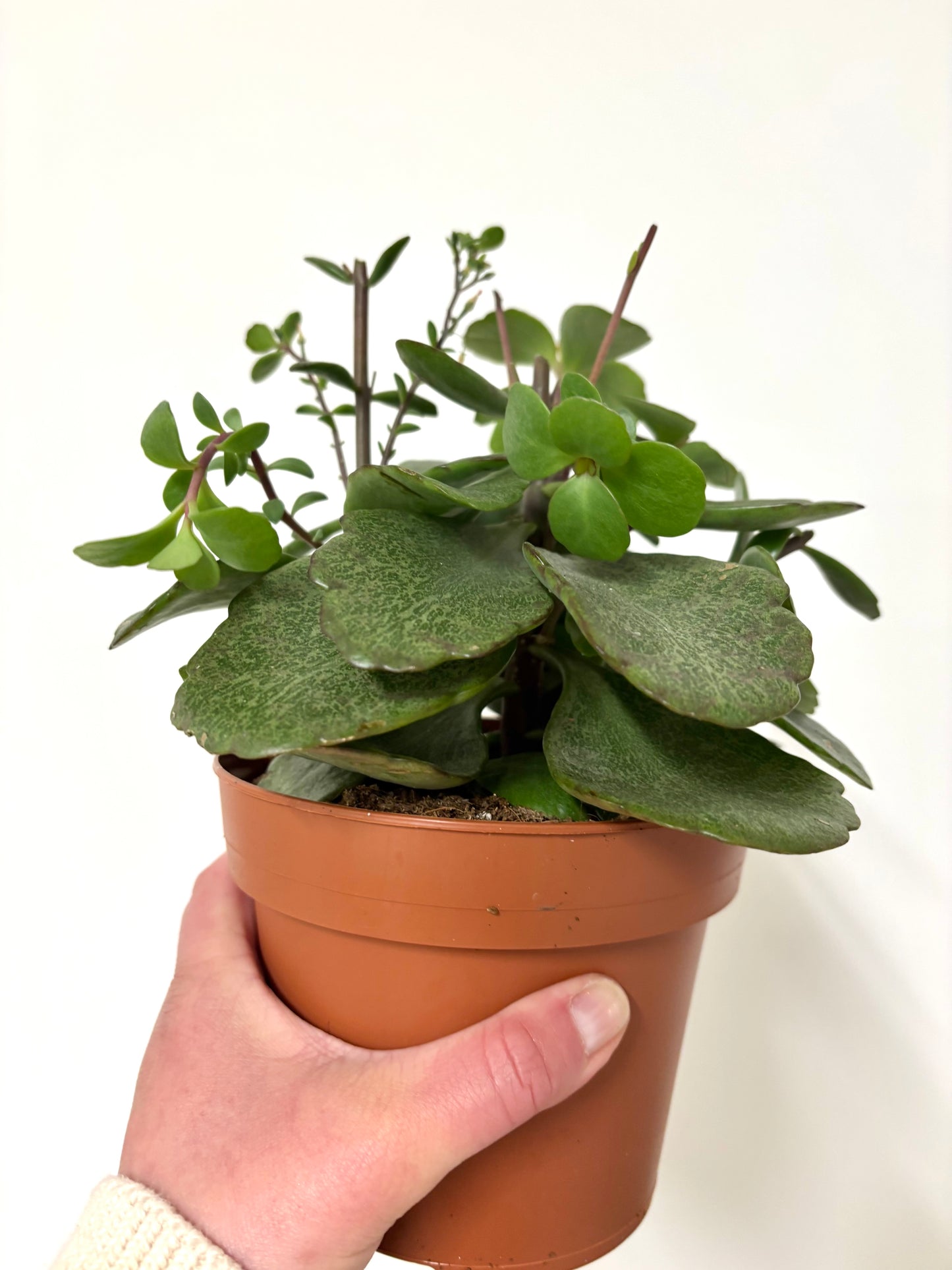 Kalanchoe Suprising Canyon