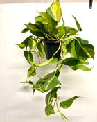 Philodendron Scandens Brasil
