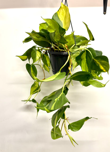 Philodendron Scandens Brasil