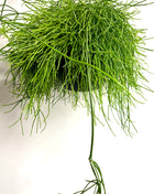 Rhipsalis in hanging pot