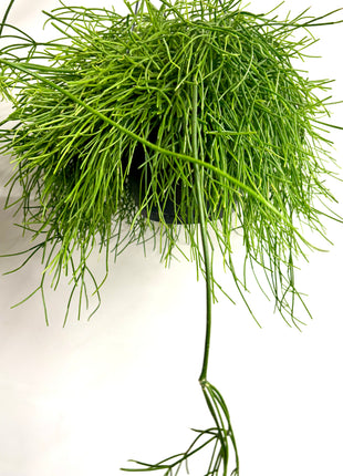 Rhipsalis in hanging pot