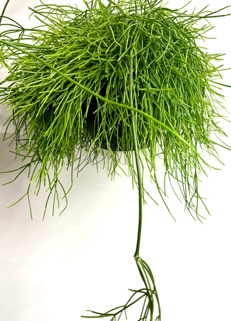 Rhipsalis in hanging pot
