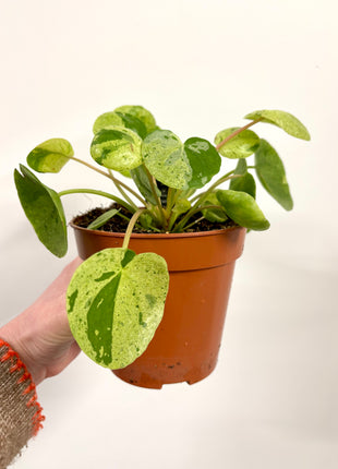 Pilea Peperomioides Mojito