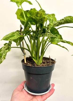 Zinc Saucer for 12cm pots