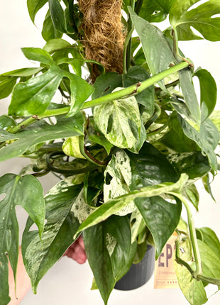 Epipremnum marble king