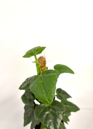 Cissus Quadrangularis