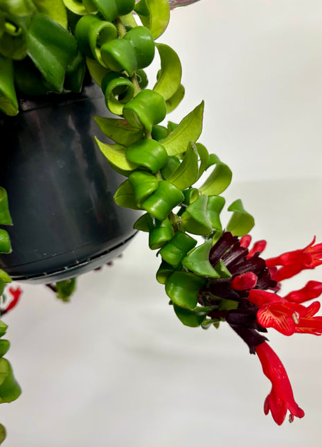 Aeschynanthus Bluster