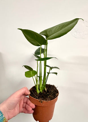 Monstera Deliciosa