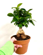 Ficus Mi Ginseng