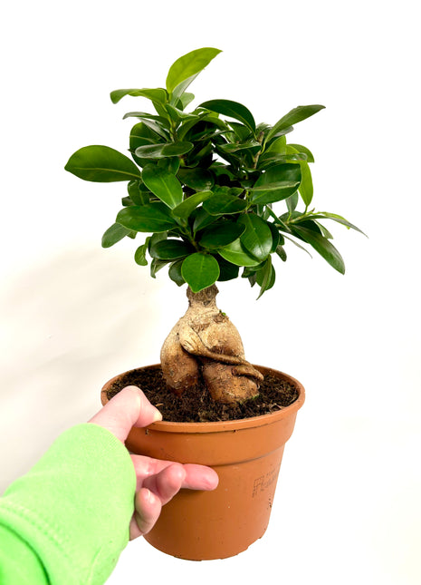 Ficus Mi Ginseng