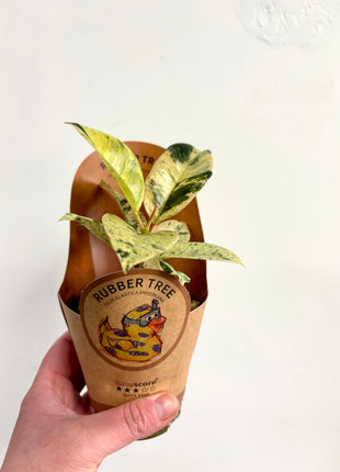 Ficus Shivereana