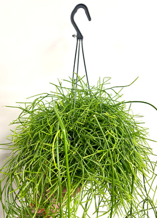 Rhipsalis in hanging pot
