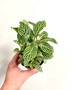 Fittonia - White
