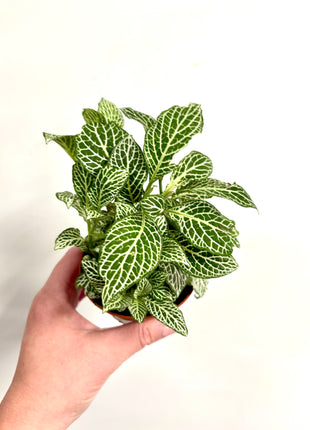 Fittonia - White