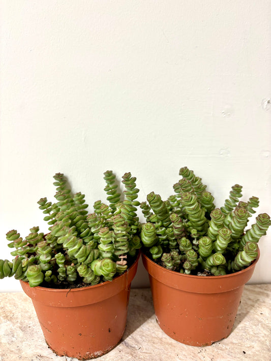 Crass Marnieriana Hottentot