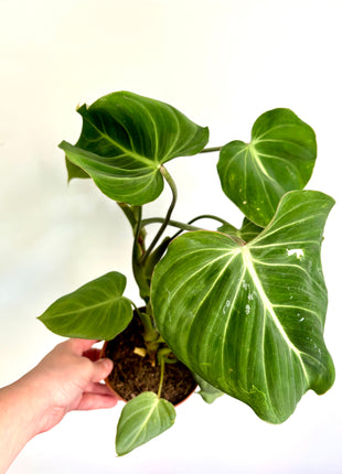 Philodendron Gloriosum