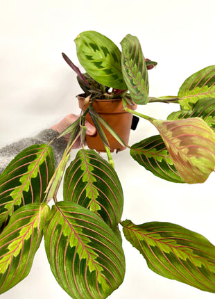 Maranta Fascinator
