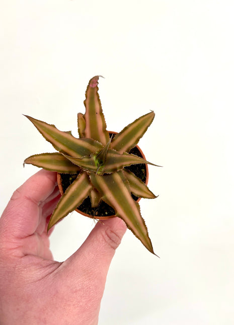 Cryptanthus