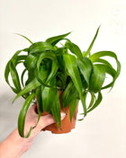 Chlorophytum Green Bonnie