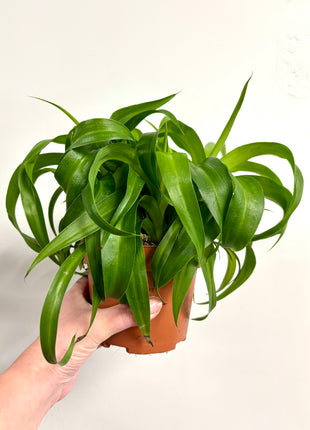 Chlorophytum Green Bonnie