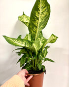 Dieffenbachia Compacta