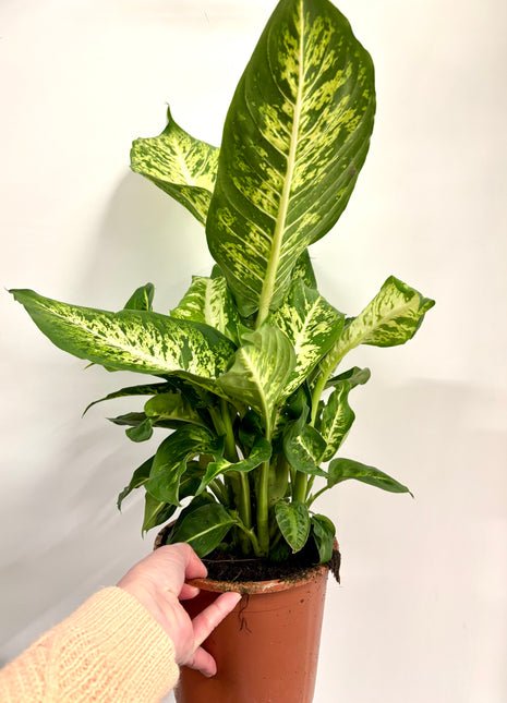 Dieffenbachia Compacta