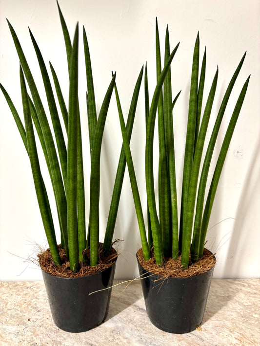 Sansevieria Cylindrical Potted
