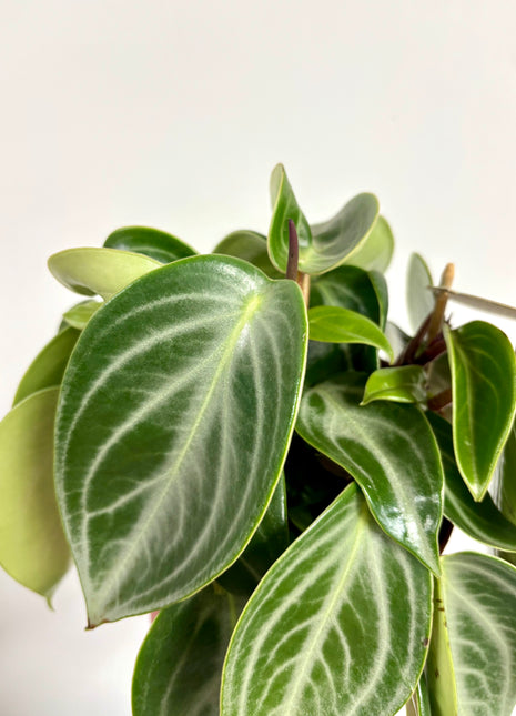 Peperomia Sarcophylla