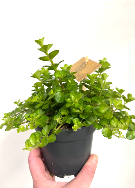 Peperomia Rotundifolia