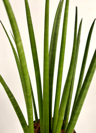 Sansevieria Mikado