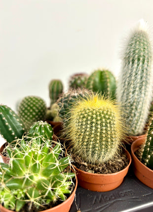 Cactus