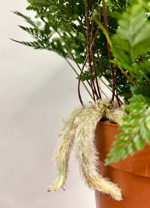 Humata Tyermannii