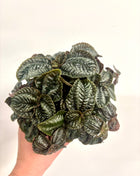 Pilea Norfolk
