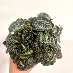 Collection image for: House Plants