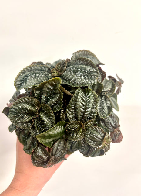 Pilea Norfolk