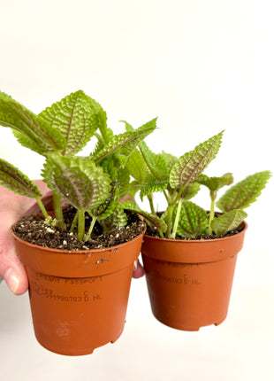 Pilea Moon Valley