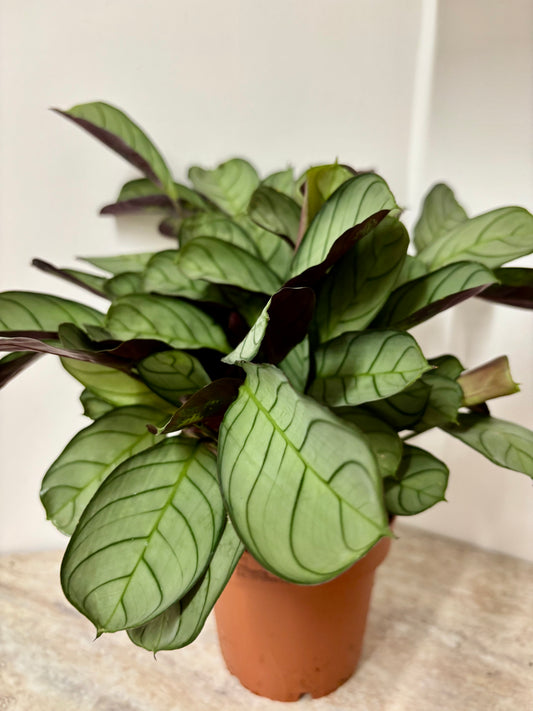 Ctenanthe Burle Marxii