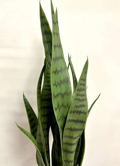 Faux Sansevieria