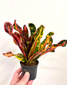 Croton / Codiaeum