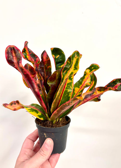 Croton / Codiaeum