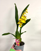 Oncidium