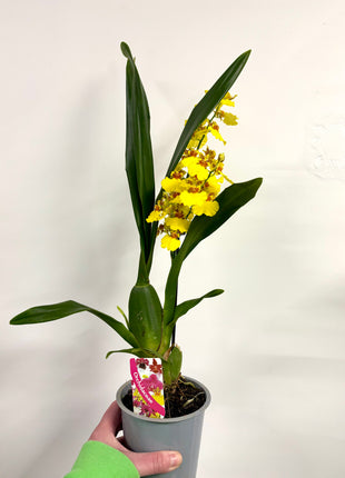 Oncidium