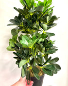 Faux Schefflera