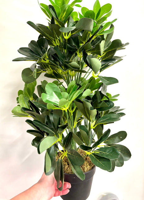 Faux Schefflera