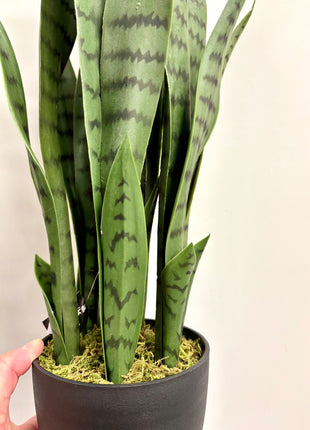 Faux Sansevieria