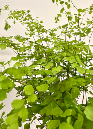 Adiantum Fragrans Fern