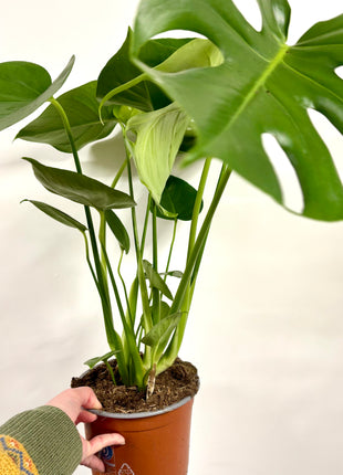Monstera Deliciosa