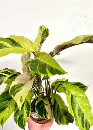 Calathea Fusion Yellow