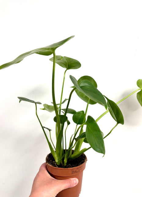 Monstera Deliciosa
