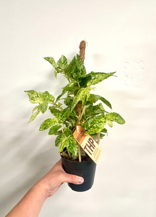 Pellonia Repens Variegata